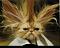 Benutzerbild von pokernewbie