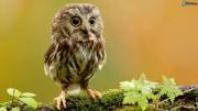 Benutzerbild von mahoni