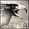 Benutzerbild von Hawkwind
