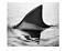 Benutzerbild von costashark